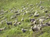Lanscapes of Alpes-de-Haute-Provence - Crowd of sheeps in a meadow