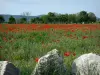 Lanscapes of Alpes-de-Haute-Provence - Field of poppies and wild flowers, cliffs in foreground and trees in background