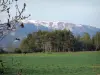 Lanscapes of Alpes-de-Haute-Provence - Meadow, trees and mountain, branches in foreground