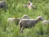 Lanscapes of Alpes-de-Haute-Provence - Sheeps in a meadow