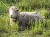 Lanscapes of Alpes-de-Haute-Provence - Sheep in a meadow