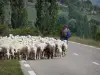 Lanscapes of Alpes-de-Haute-Provence - Herdsman and his crowd of sheep on a road
