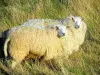 Lanscapes of Normandy - Two sheeps surrounded by high vegetation, in the Pays de caux area