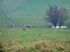 Lanscapes of Normandy - Normandy cows in a meadow and trees