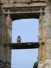 Larressingle - Pigeon se reposant sur la traverse d'une fenêtre du château-donjon