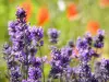Lavender - Gastronomy, holidays & weekends guide in Provence-Alps-French Riviera