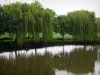 Loir valley - Weeping-willow trees of the Poète walk reflected in waters of the Loir River in Lavardin