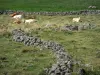 Lozèrian Aubrac - Cows resting in a pasture surrounded by dry stone walls