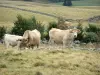 Lozèrian Aubrac - Aubrac cows in a pasture