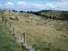 Lozèrian Aubrac - Fence of a pasture