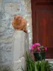 Lucéram - Chat se reposant sur un muret, pot de fleurs situé à côté