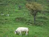 Macizo de Arbailles - Vaca en un prado
