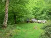 Macizo de Arbailles - IEl dolmen en los Arbailles forestales