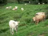 Macizo de Arbailles - Rebaño de vacas en un prado