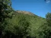 Macizo de Maures - Los árboles, los bosques y paredes de roca en la cima de una colina