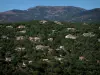 Macizo de Maures - Bosque de villas (casas de Provenza) y las colinas en el fondo