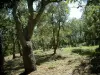 Macizo de Maures - Los árboles y la vegetación en un bosque
