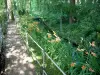 Maison et jardins de Claude Monet - Jardin de Monet, à Giverny : Jardin d'Eau : allée, fleurs de lys orangés, petit cours d'eau et arbres