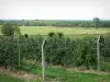 Marais Vernier - Verger et prés ; dans le Parc Naturel Régional des Boucles de la Seine Normande