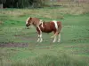 Marisma bretona de Vendée - Caballo en un prado