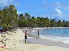 Martinique beaches - Beach of Grande Anse des Salines with its fine sand, coconut trees and turquoise sea; in the municipality of Sainte-Anne