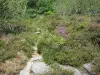 Massief van de Monédières - Regionaal Natuurpark van Millevaches in Limousin: massief bloemen vegetatie Monédières