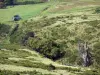 Massif du Sancy mountains - Monts Dore: moors and pastures; in the Auvergne Volcanic Regional Nature Park