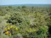 Meseta de Gras - Con vistas a la exuberante vegetación de la meseta