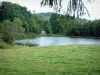 Meseta de los Mil Estanques - Vosgos Saônoises: rama de un árbol, prado, un estanque y los árboles (Parque Natural Regional de Ballons des Vosges)