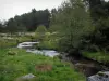 Meseta de Millevaches - River (el Taurion), hierba y los árboles