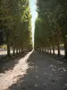 Meudon - Camino bordeado de árboles en el parque del observatorio