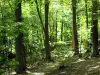 Meudon forest - Trees in the national forest