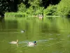 Meudon forest - Ducks floating on the waters of a pond