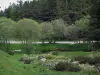 Millevaches plateau - Trees and grassland