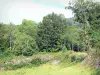 Monédières massif - Regional Natural Park of Millevaches in Limousin: greenery