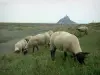 Mont-Saint-Michel - Sheeps in the salty meadows and Mont-Saint-Michel