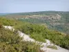 Montaña de las Tres Cruces - Vegetación del Mont de Sène