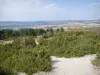 Montaña de las Tres Cruces - Vegetación del Mont de Sène