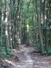 Montmorency forest - Tree lined path