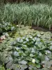 Morbras Departmental Park - Aquatic garden water lilies