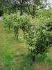 Morbras Departmental Park - Orchard