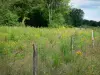 Morvan Regional Nature Park - Enclosure of field, meadow flowers and trees