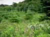 Morvan Regional Nature Park - Wildflowers, young firs plantation, and trees of the forest