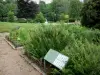 Morvan Regional Nature Park - Herbularium (herb garden) of the Park House - Espace Saint-Brisson