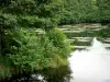 Morvan Regional Nature Park - Bridge surrounded by trees