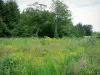 Morvan Regional Nature Park - Wild flowers and trees