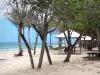 Le Moule - Coconut palms, sea grapes and carbets of the sandy Autre Bord beach