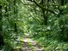 Mount Avaloirs - Path in the Multonne forest