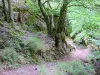 Murel waterfalls - Footpath leading to the waterfalls