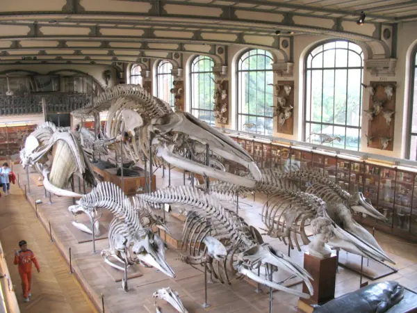 The National Museum of Natural History - Tourism & Holiday Guide